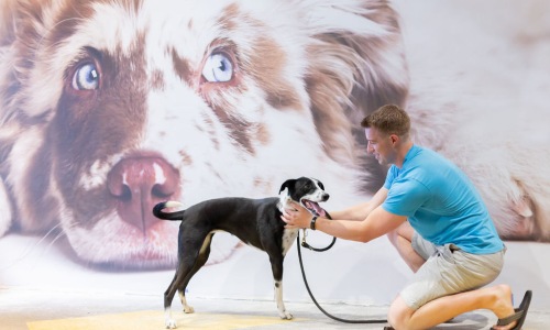 Local Pet Shops Cover Image