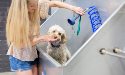 Local Dog Parks Cover Image